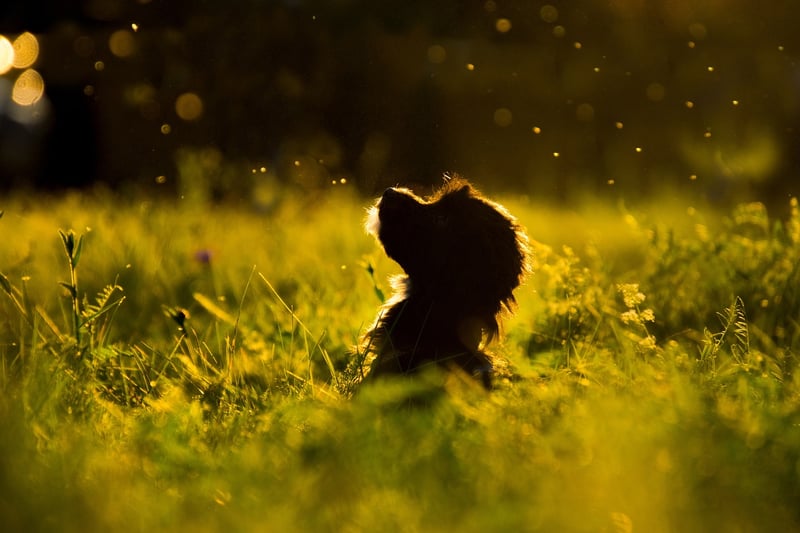 Dog Image